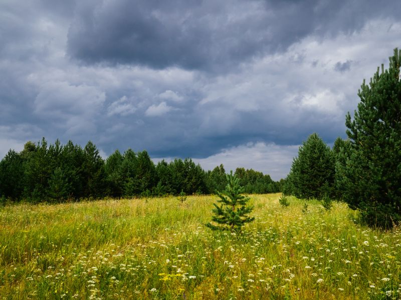 Bushes Clearing in Marietta, GA